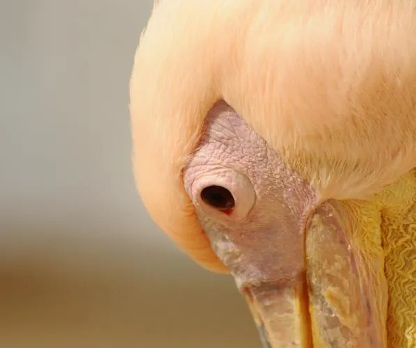 Casa Anna Apartmán *